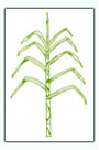 Cana do biodiesel