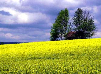 As sementes de colza s&atilde;o a principal fonte de biodiesel na Alemanha