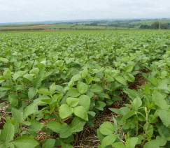 Carina Rufino - Embrapa Soja