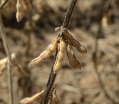 Divulgação - Embrapa