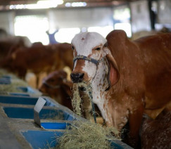 Wenderson Araújo - CNA