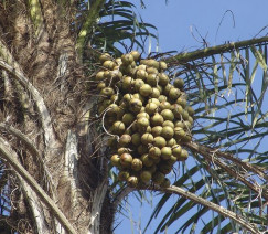 Jose Reynaldo da Fonseca - Wikimedia