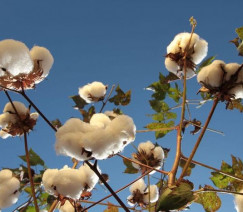 Wenderson Araújo - CNA