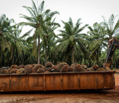 Wenderson Araújo - CNA