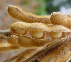 Reprodução - Embrapa