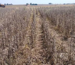 Donato Beltramin - Arquivo Pessoal