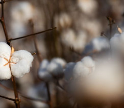 Wenderson Araújo - CNA