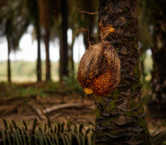 Wenderson Araújo - CNA