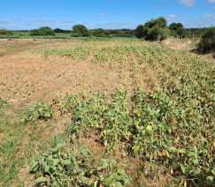 Reprodução - Leonardo Soprano