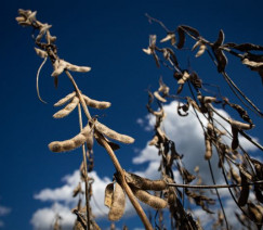 Wenderson Araújo - CNA