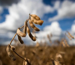 Wenderson Araújo - CNA