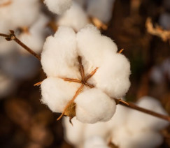 Wenderson Araújo - CNA