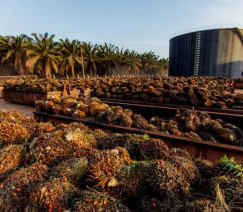 Divulgação - Abrapalma