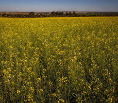 Wenderson Araújo - Sistema CNA/Senar