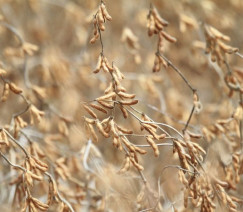 Tony Oliveira - Sistema CNA/Senar