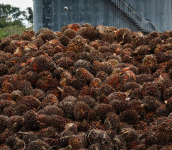 Wenderson Araújo - Sistema CNA/Senar