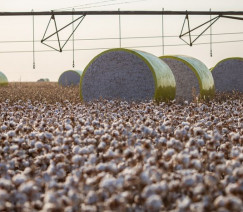 Wenderson Araújo - Sistema CNA/Senar