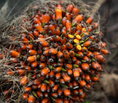 Wenderson Araújo - Sistema CNA/Senar