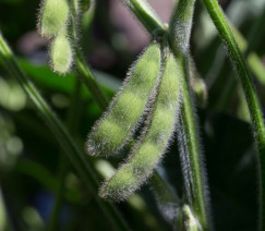 Divulgação - United Soybean Board