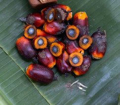 Wenderson Araújo - Sistema CNA/Senar