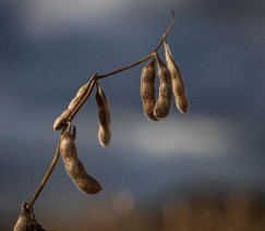 Wenderson Araújo - Sistema CNA/Senar