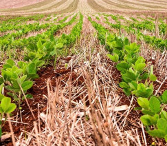 Divulgação - Conab