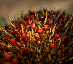 Wenderson Araújo - Sistema CNA/Senar