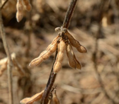 Divulgação - Embrapa