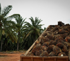 Wenderson Araújo - Sistema CNA/Senar