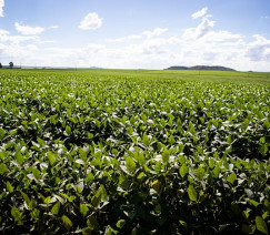 Wenderson Araújo - CNA
