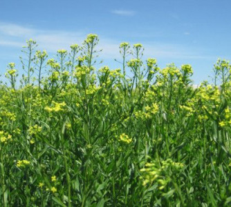 Divulgação - Bayer