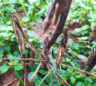 Divulgação - Emater-RS