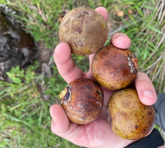 Divulgação - Acelen