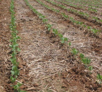 Gabriel Faria - Embrapa