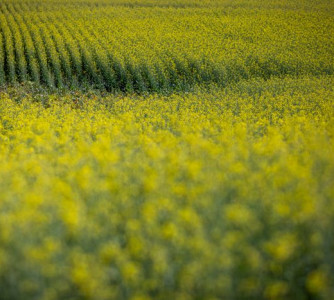 Wenderson Araújo - CNA