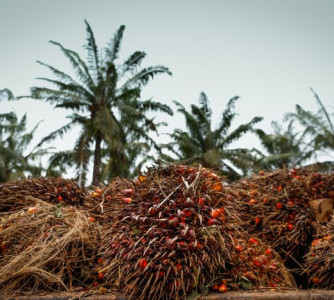 Wenderson Araújo - CNA