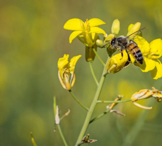 Wenderson Araújo - CNA