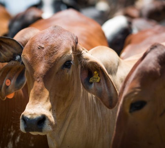 Wenderson Araújo - CNA