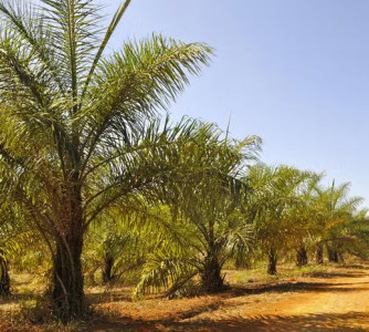  Zineb Benchekchou - Embrapa