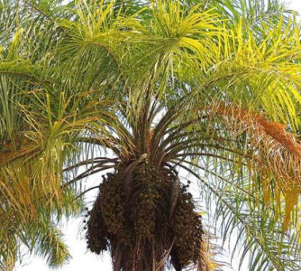 Divulgação - Embrapa