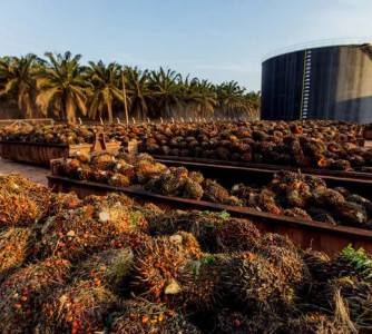 Divulgação - Abrapalma