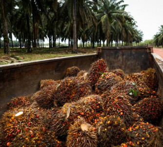 Wenderson Araújo - CNA