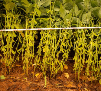 Wenderson Araújo - CNA