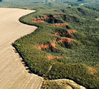 Adriano Gambarini - WWF Brasil