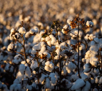 Wenderson Araújo - CNA