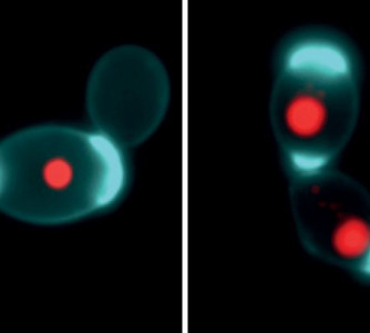 Wesley Cardoso Generoso / Cristiele Saborito da Silva / Bruno Motta Nascimento – CNPEM