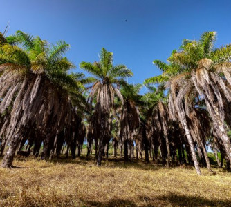 Felipe Castellari - Acelen Renovaveis