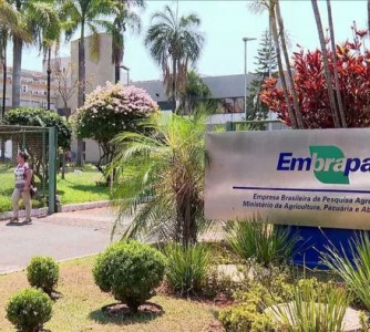 Divulgação - Embrapa