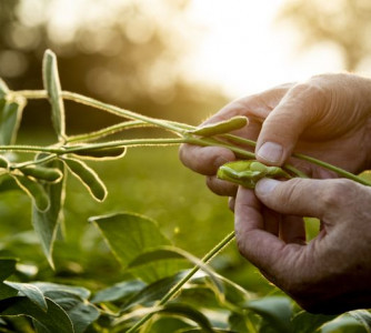 Divulgação - United Soybean Board
