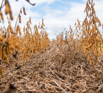 Divulgação - Embrapa 